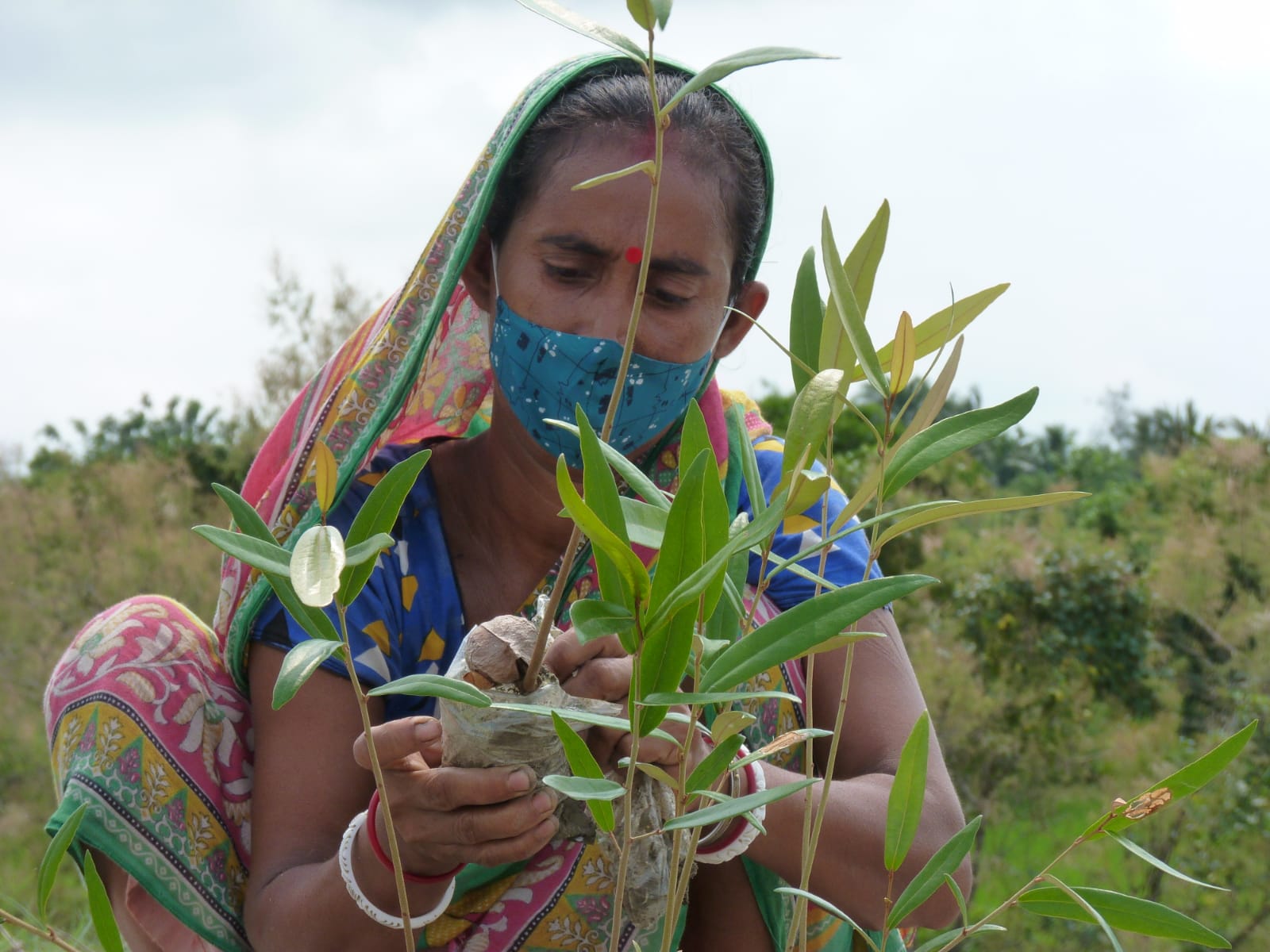 A JSB volunteer tending to a mangrove sapling.