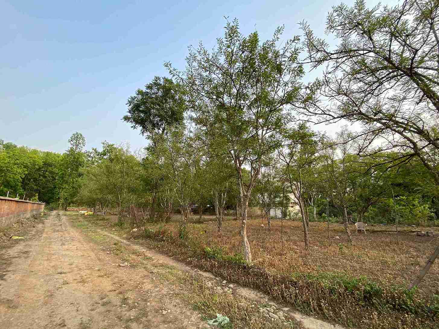 The amla (gooseberry) trees lining the farm.