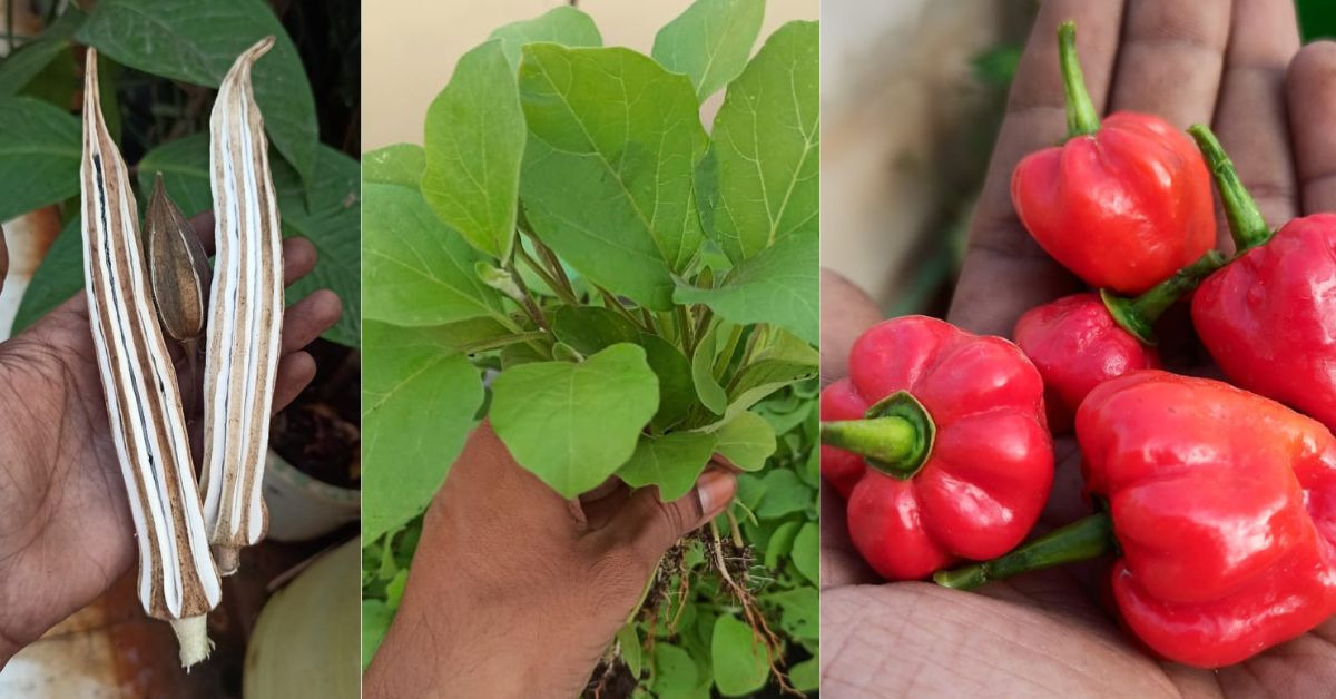 Dr Naveen grows native vegetables like spinach, tomatoes, brinjals, and okra in a small space.