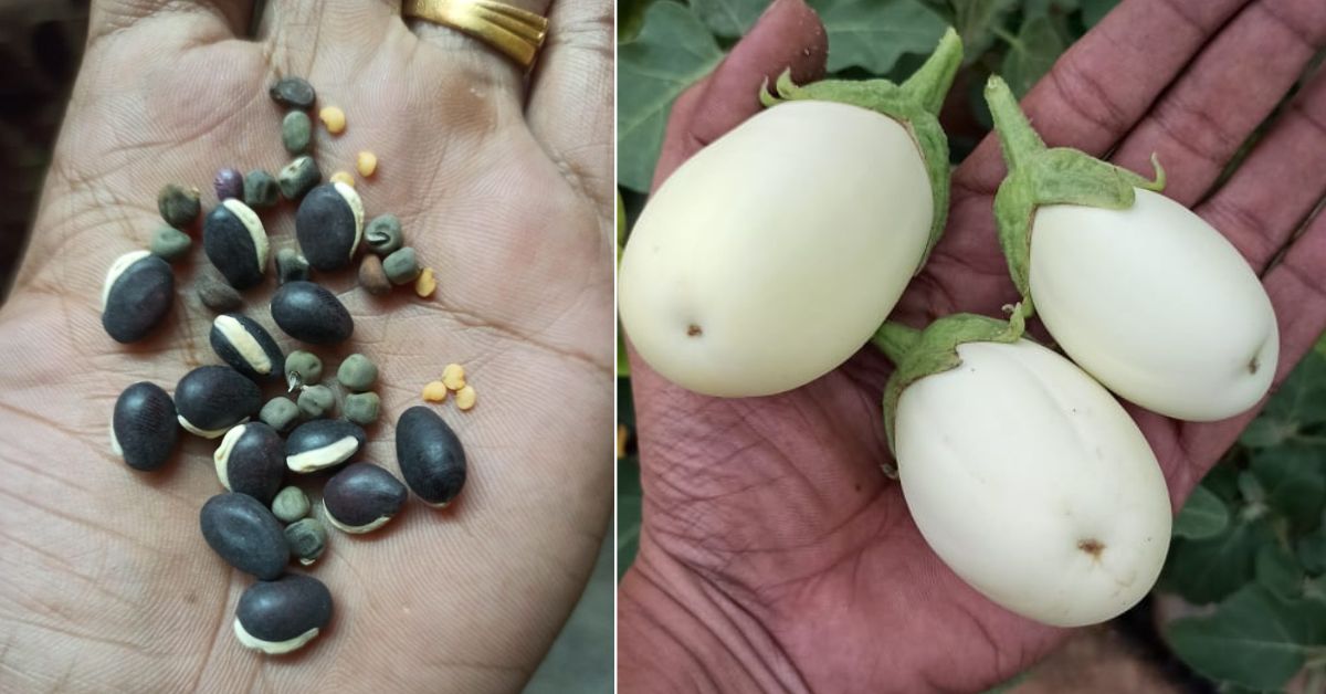 Naveen grew up surrounded by vegetables and fruit trees that were nurtured using native seeds. 