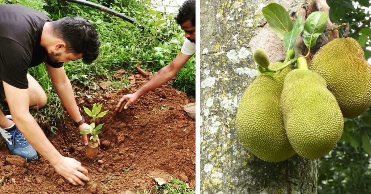 Organic farming is practised at the homestay and the fruits and vegetables go into the dishes,