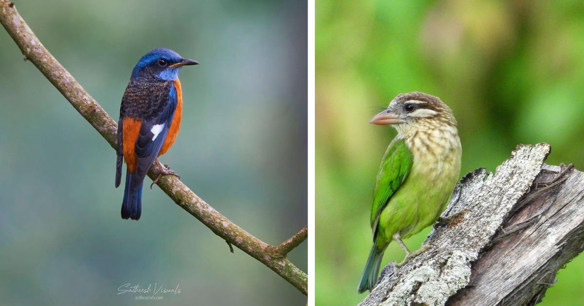 A variety of birds make their way to the homestay. These include the thrush (L) and the white-cheeked barbet (R),