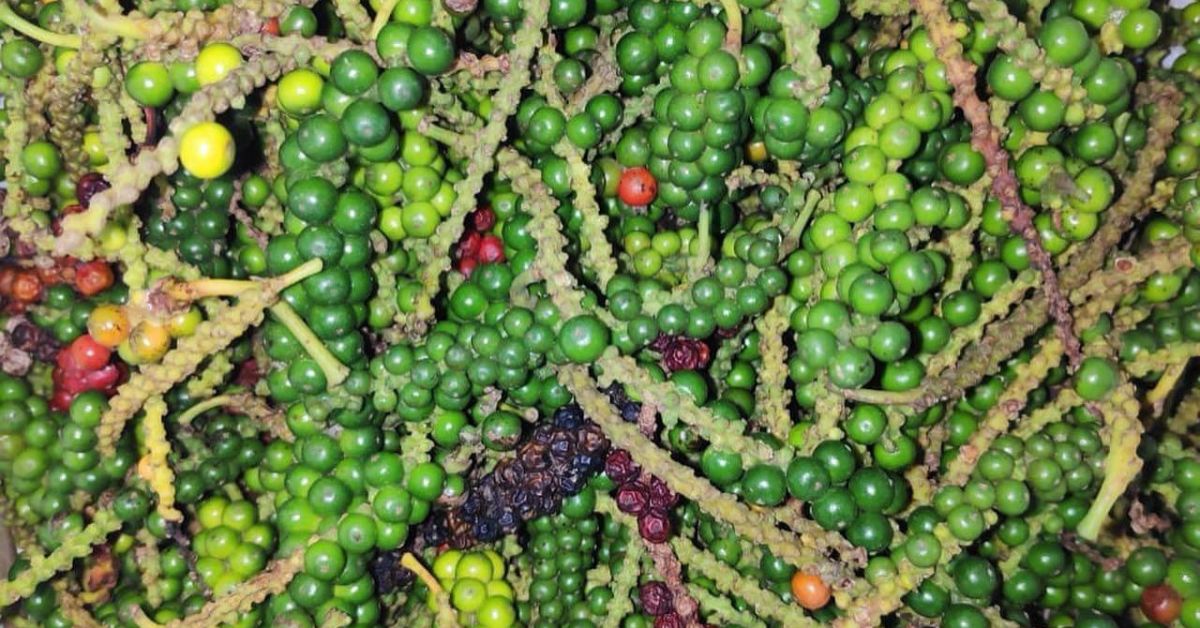 The pepper plantations are abundant at the O'Land Plantation Stay as is coffee, tea and cloves