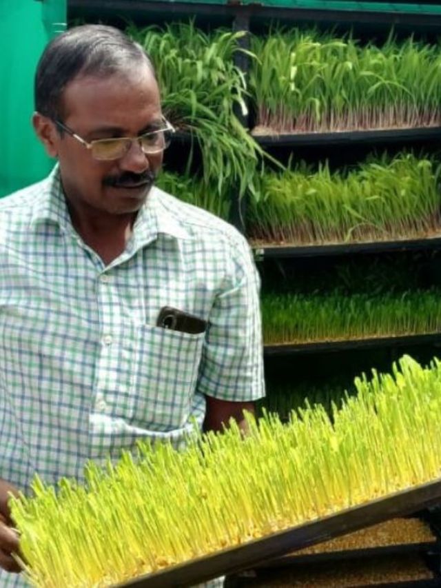 Farmer Grows Maize in His Cupboards: Shares 5 Simple Steps to Get Started