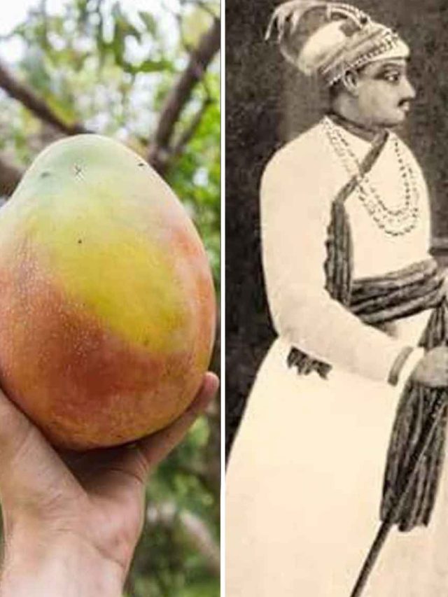 The Story of Kohitur: One of India’s Most Expensive Mangoes, Once Made for a Nawab