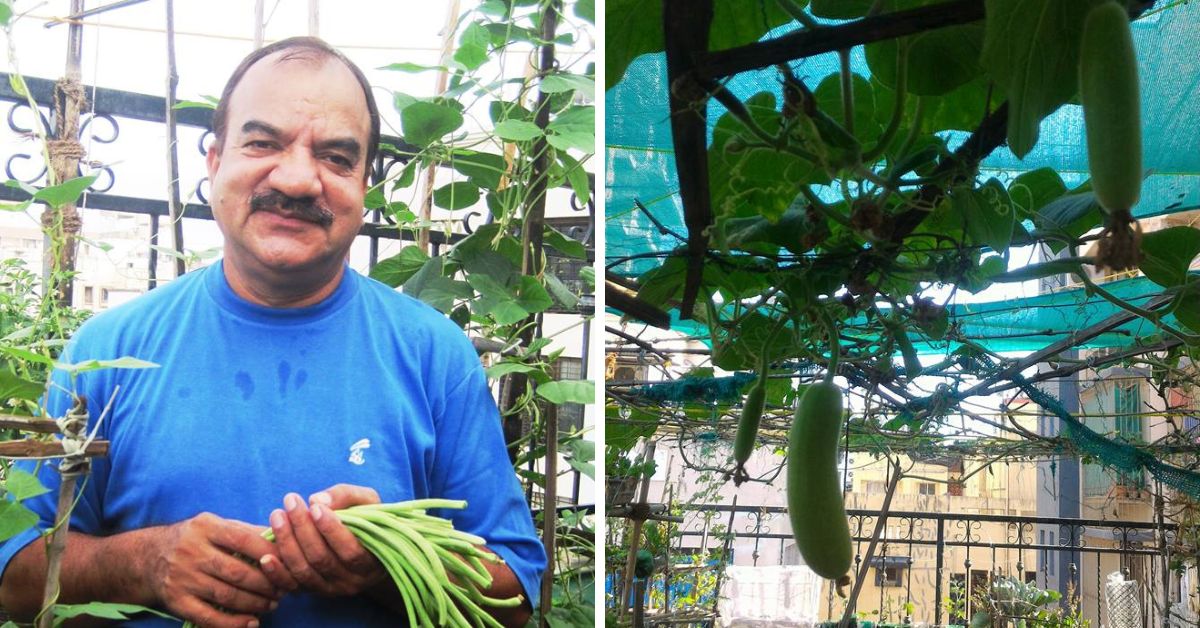 organic gourd garden in dehradun