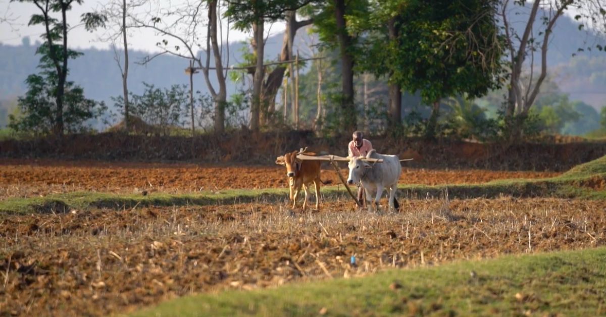 Agriculture is the primary source of livelihood in Gumla district.