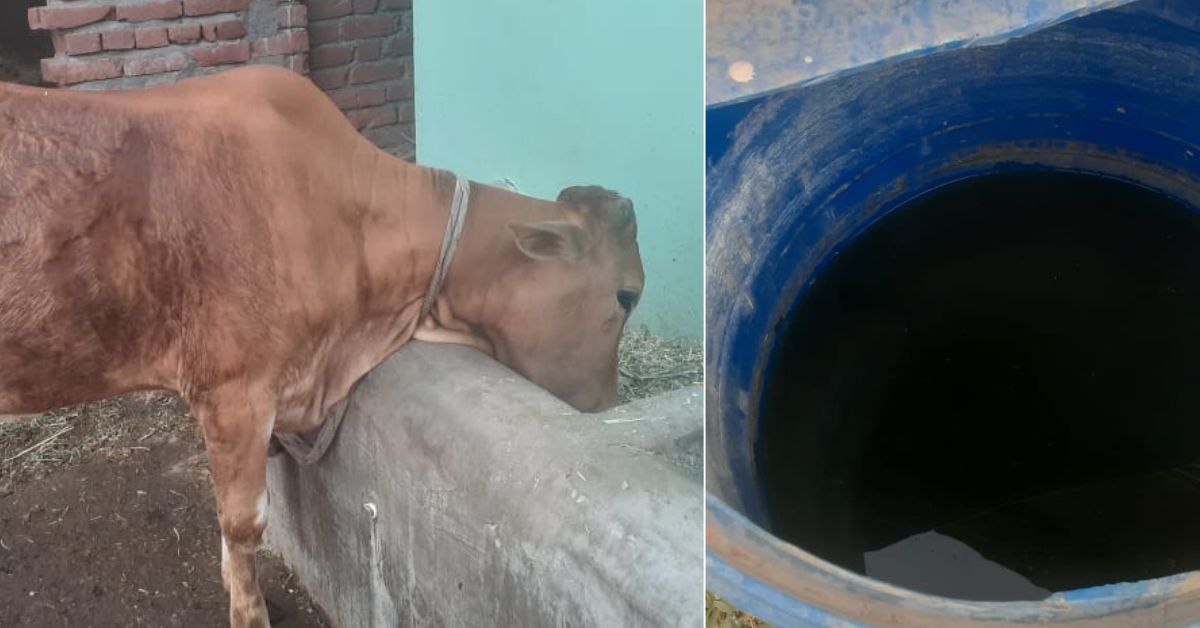 The couple makes their own natural fertilisers using simple ingredients like cow dung and urine.