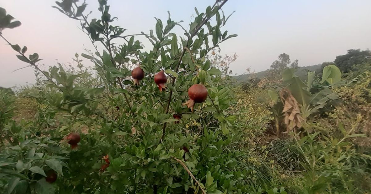 The couple cultivates at least 25 kinds of fruits, vegetables, grains, and spices through natural farming. 