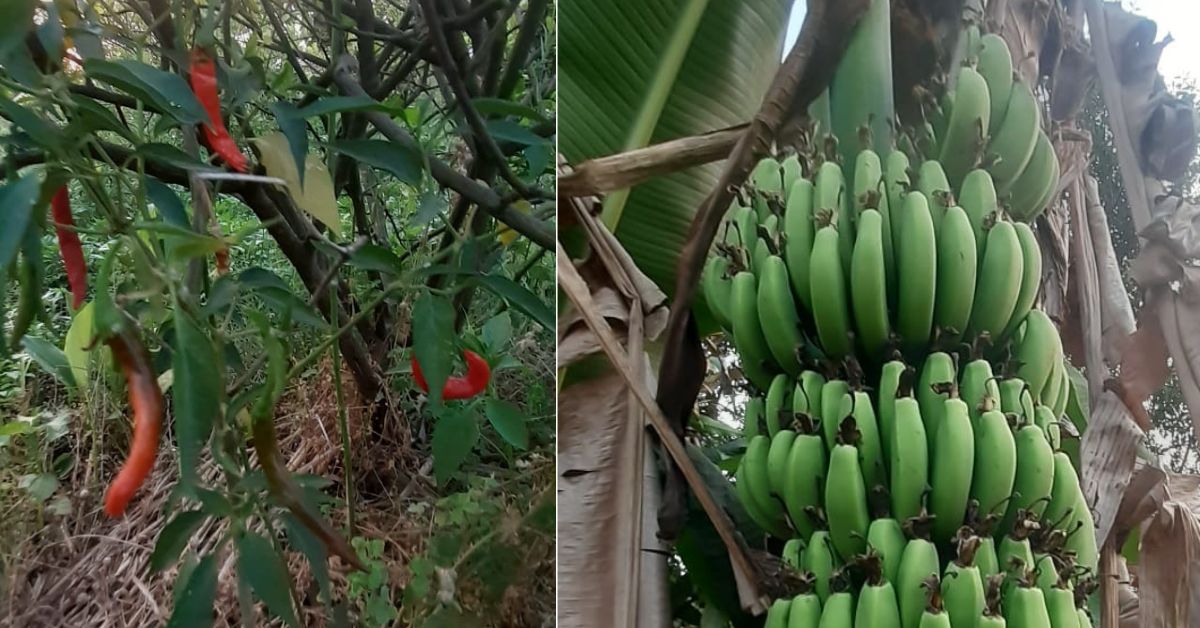 With zero cost of production, the couple has doubled their income by selling vegetables and fruits. 