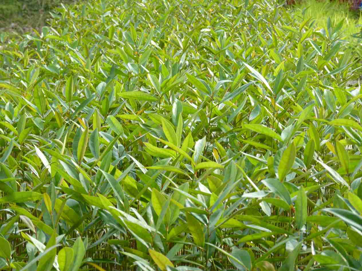 The mangrove seedlings ready for plantation.