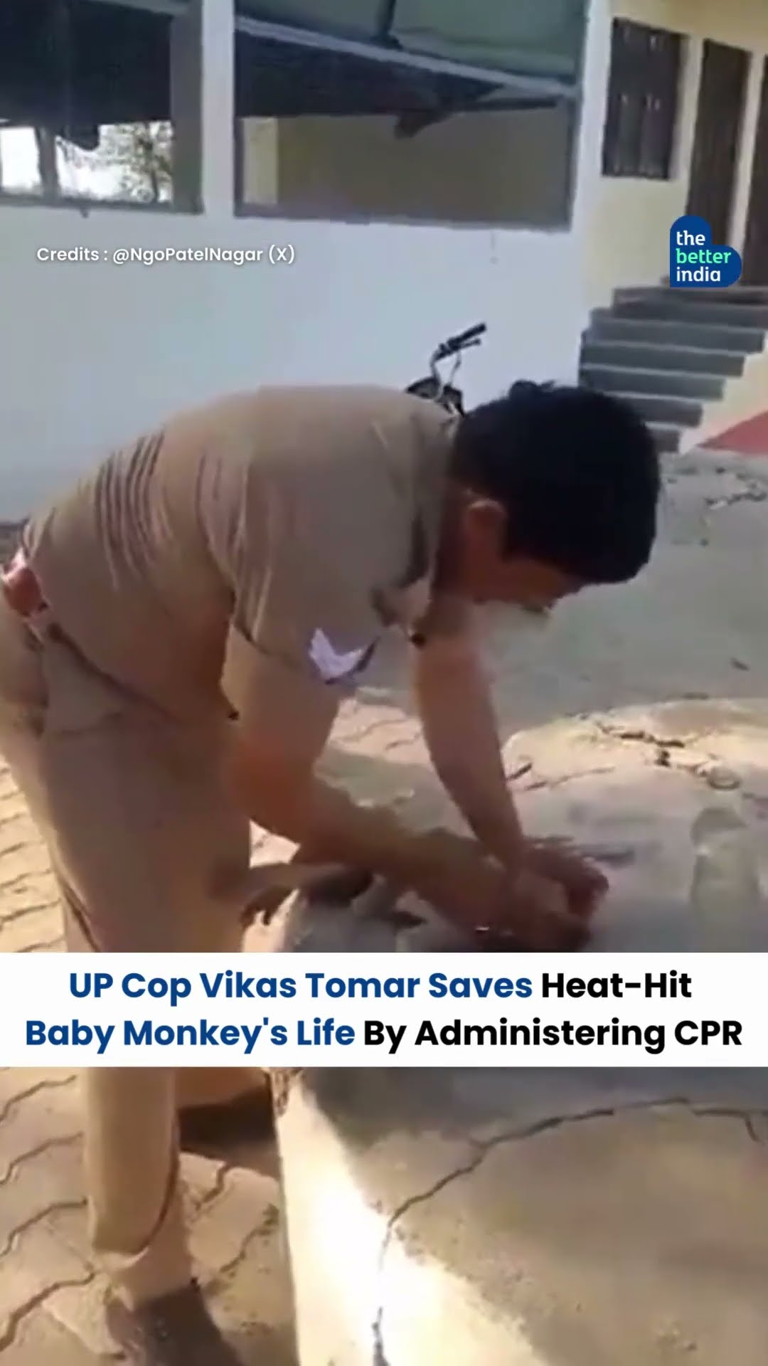 Vikas Tomar's CPR Saved a Baby Monkey from a Heatwave #shorts #viral image