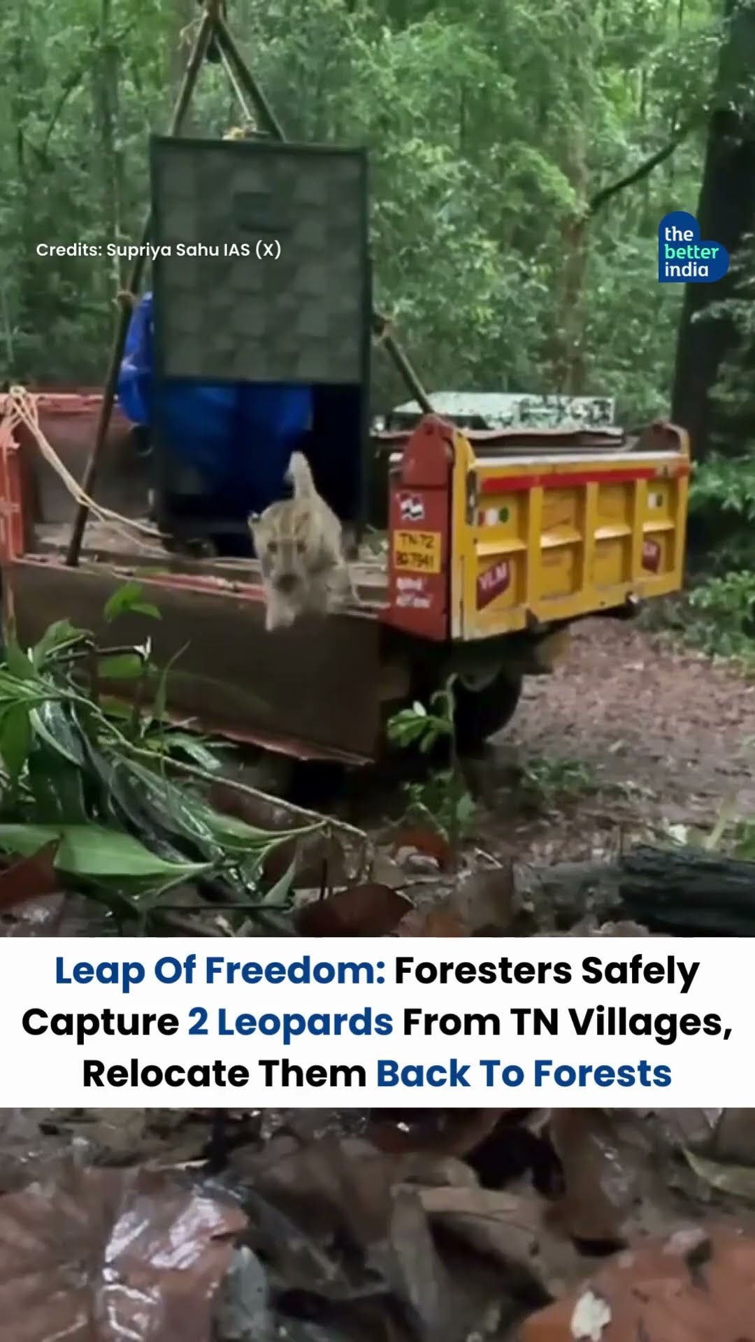 Two leopards were safely captured and relocated back into their natural forest home #shorts #viral image