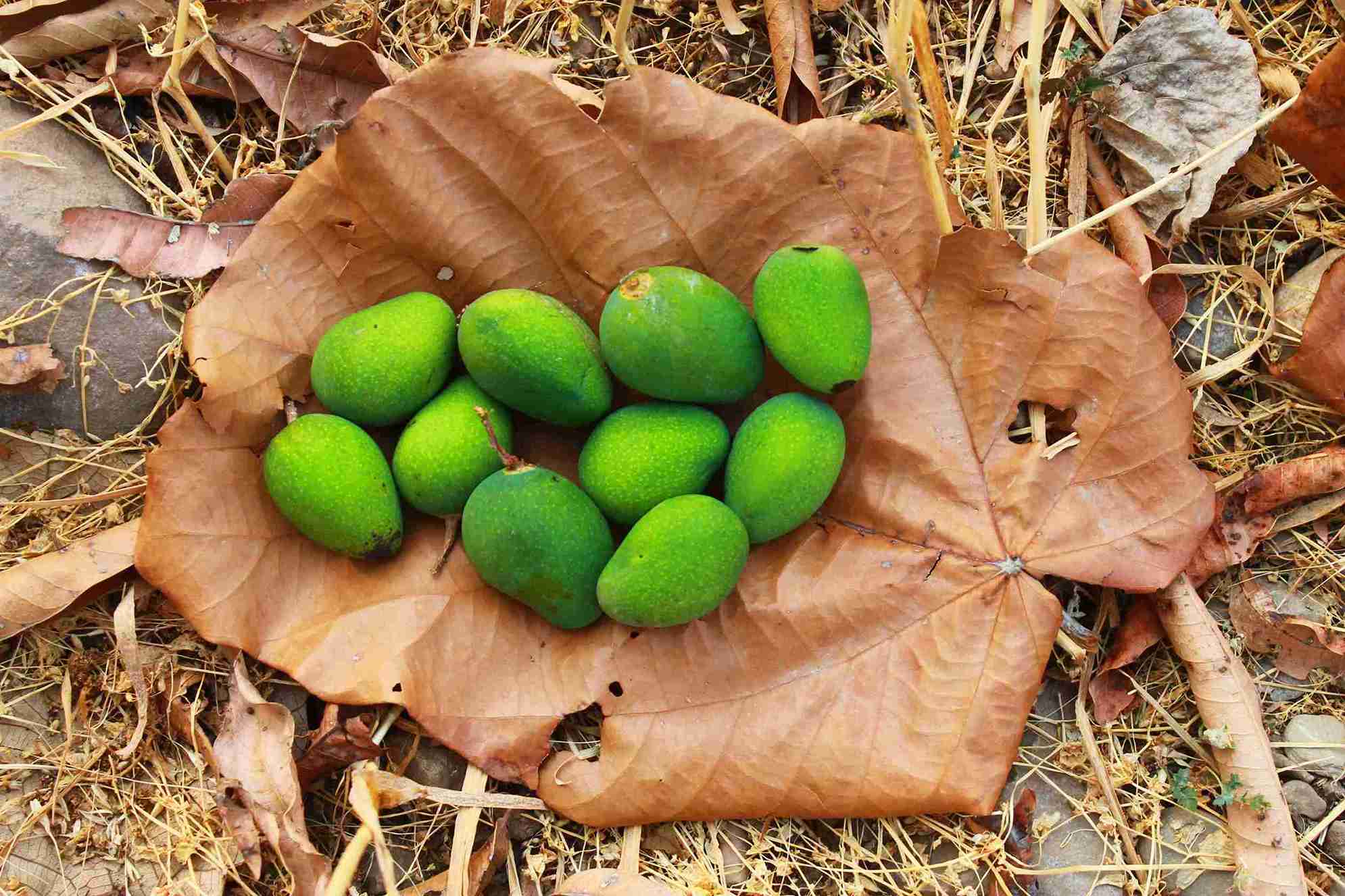 The raw mangoes cultivated at their farm.