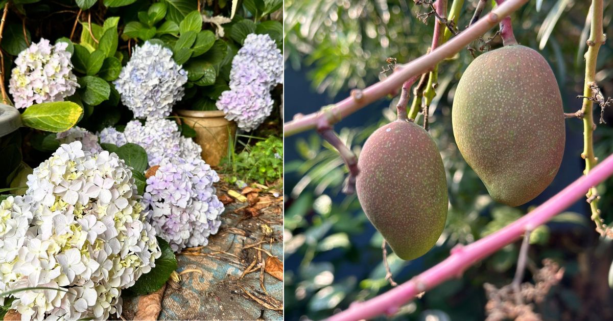 Subrat grows rare plants like Hydrangea and world's costiliest Miyazaki mangoes.