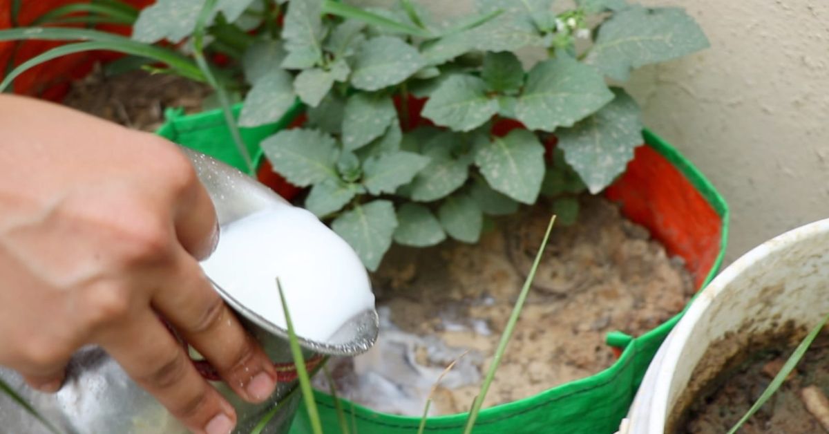 Anju suggests giving 500 ml of buttermilk mixture to the plants once a month.