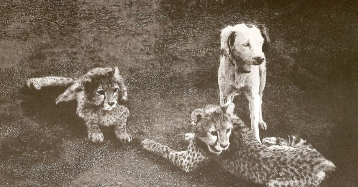 Asiatic cheetah cubs in Dharwad