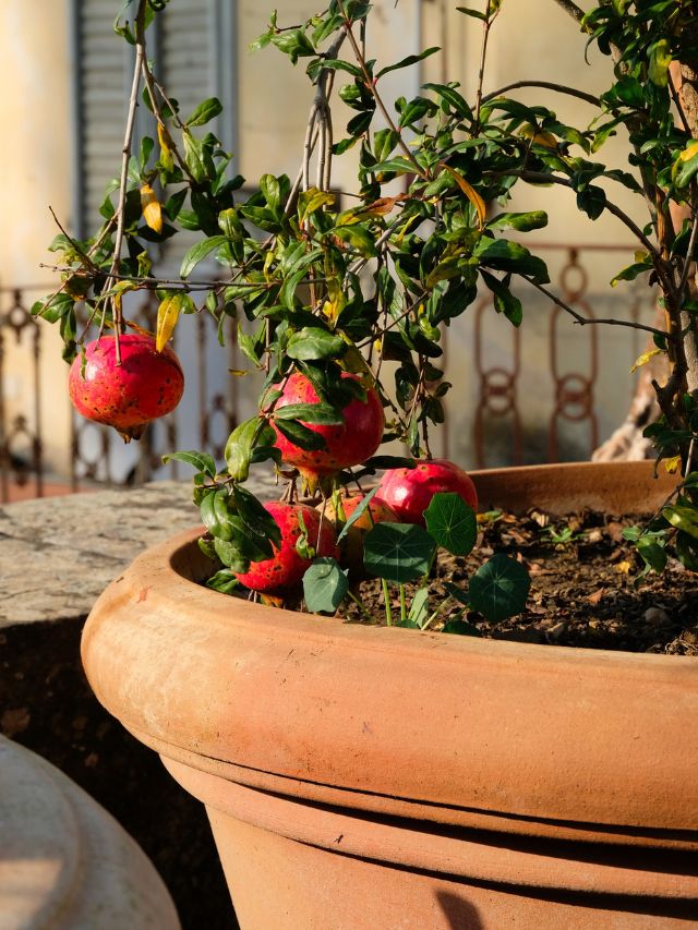 How To Grow Pomegranate Trees In Buckets at Home? Gardener Shares 8 Easy Steps