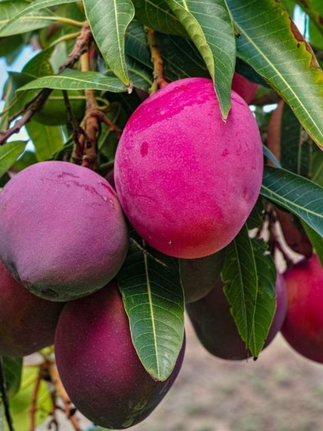 A Mango That Costs Rs 12000 a Piece? The Story Behind India’s Most Expensive Mango Varieties