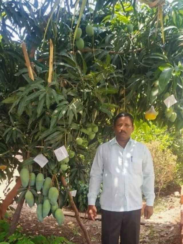 Mechanic-Turned-Farmer Grows 22 Mango Varieties on One Tree, Earns Rs 2 Crore Per Year